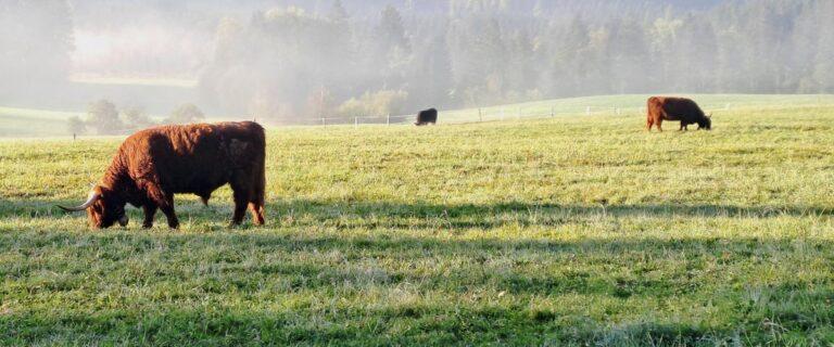 Natur in Bad Mitterndorf